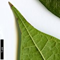 SpeciesSub: var. henryi